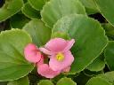 Begonia - Eureka Rose  (green leaf)