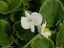 Begonia - Eureka White  (green leaf)
