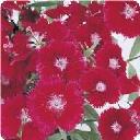 Dianthus - Floral Lace Crimson