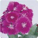 Dianthus - Floral Lace Purple