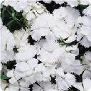 Dianthus - Floral Lace White