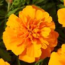 Marigolds Dwarf - Bonanza Orange