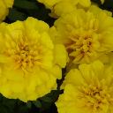 Marigolds Dwarf - Bonanza Yellow
