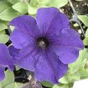 Petunia Blue - Supercascade Blue