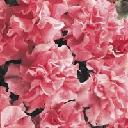 Petunia Double - Cascade Pink
