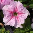 Petunia Pink - Daddy Peppermint