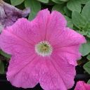 Petunia Pink - Supercascade Pink
