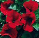 Petunia Red - Storm Red