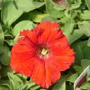 Petunia Red - Supercascade Red
