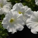 Petunia White - Supercascade White