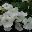 Petunia White - Ultra White