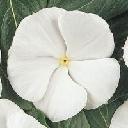 Vinca - Pacifica White