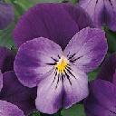 Viola - Sorbet Purple Duet