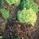 Lettuce - Red Salad Bowl (Leaf)