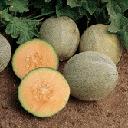 Melon - Ambrosia (cantaloupe)