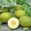 Melon - Lambkin