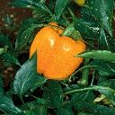 Pepper - Valencia Orange