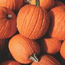 Pumpkin - Howden