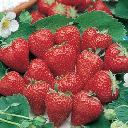 Strawberries - Ozark Beauty (Everbearing)