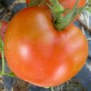 Tomato - Arkansas Traveler