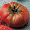 Tomato - Brandywine Pink